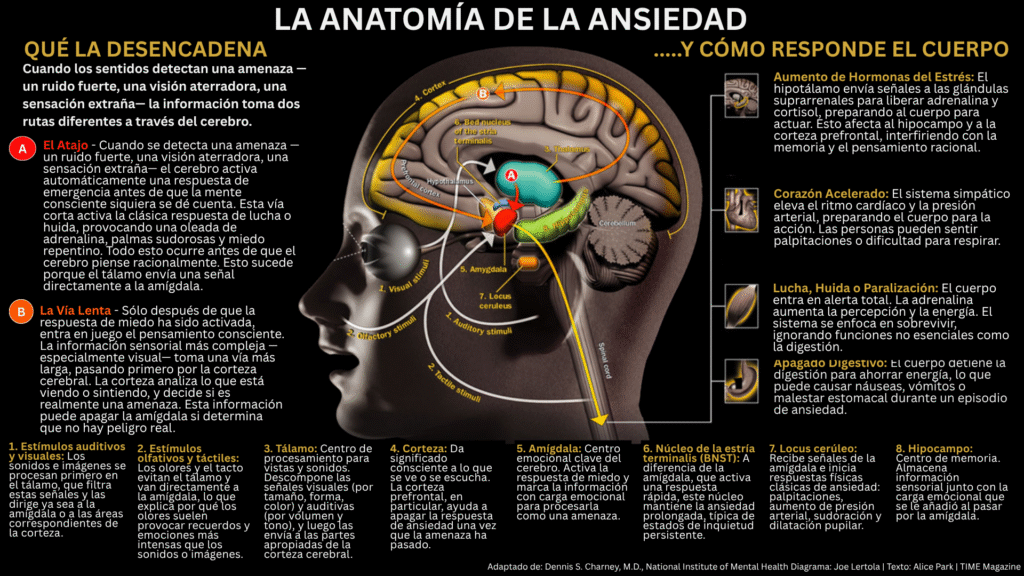 Diagrama del cerebro que muestra las rutas neuronales involucradas en la ansiedad, incluyendo el tálamo, la amígdala, la corteza prefrontal, el hipocampo y otras estructuras clave, con descripciones de cómo el cuerpo responde al estrés.