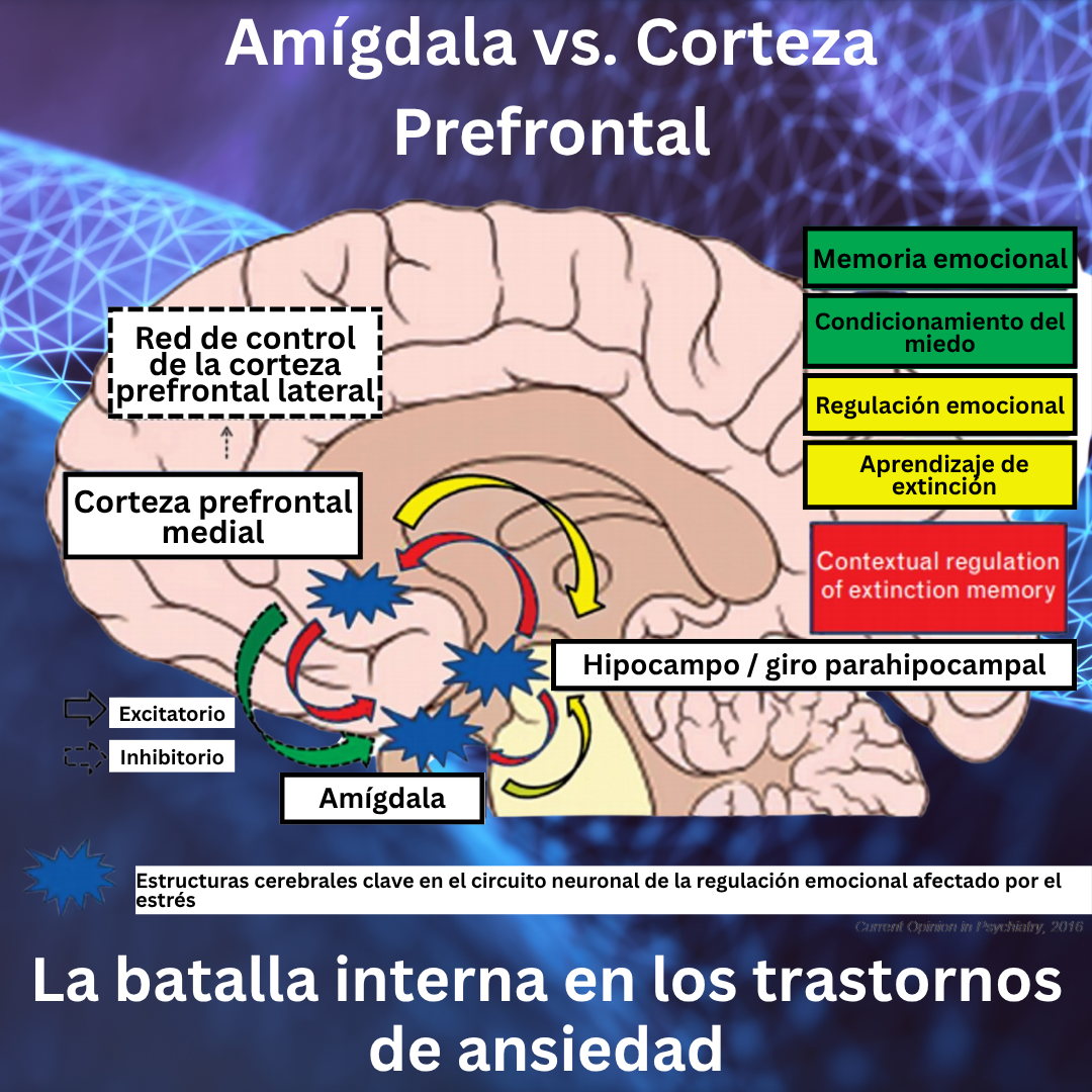 Amígdala vs. Corteza Prefrontal: La batalla interna en los trastornos