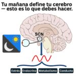 Tu mañana define tu cerebro y la ciencia lo confirma