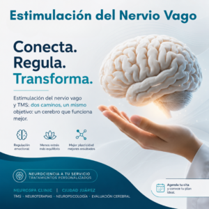 Estimulación del Nervio Vago (VNS) + TMS: Cómo Actúan Sobre la Amígdala, Locus Coeruleus y las Redes del Cerebro