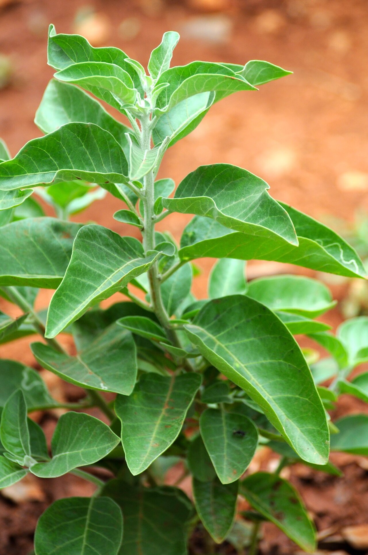 Planta de ashwagandha, Withania somnifera