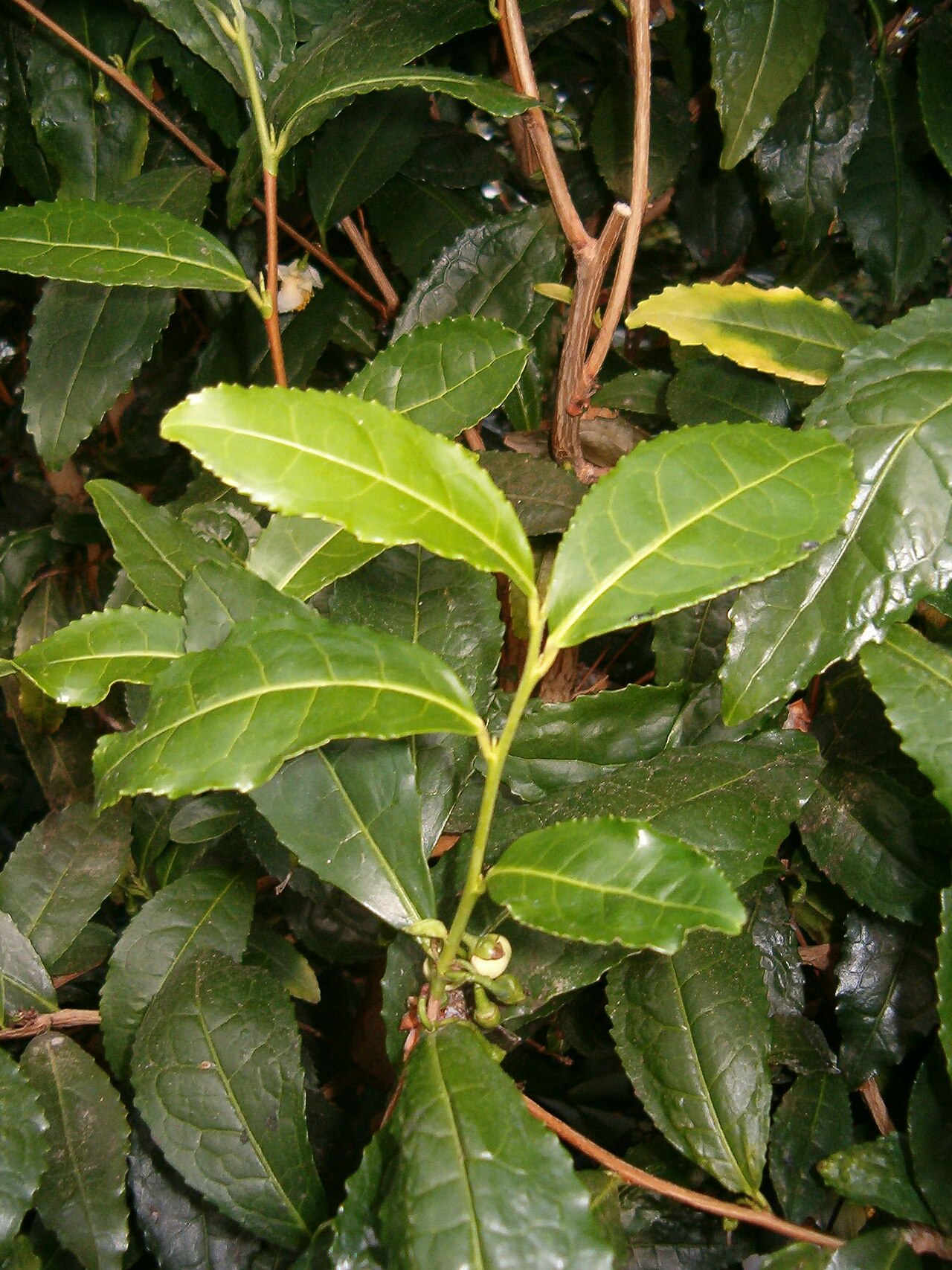 Hojas jóvenes de Camellia sinensis, planta del té y fuente natural de L-teanina