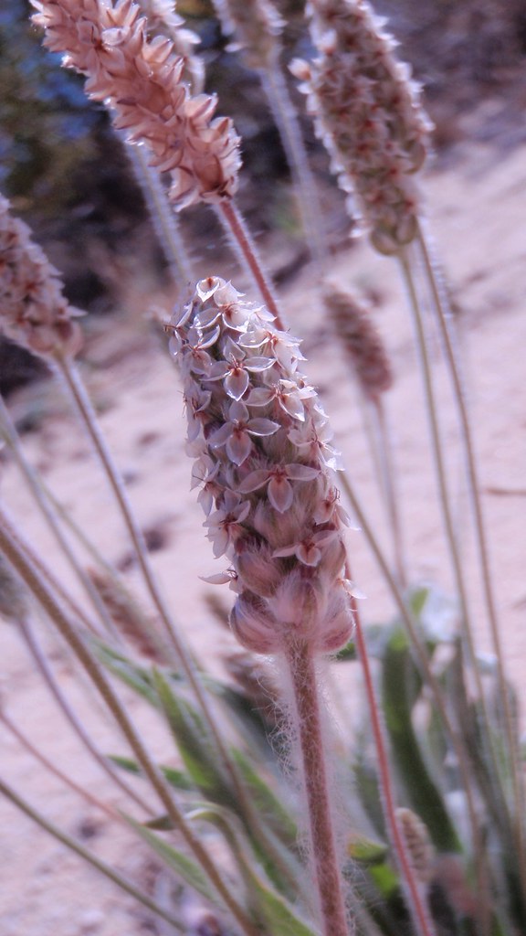 Planta Plantago ovata, fuente de psyllium