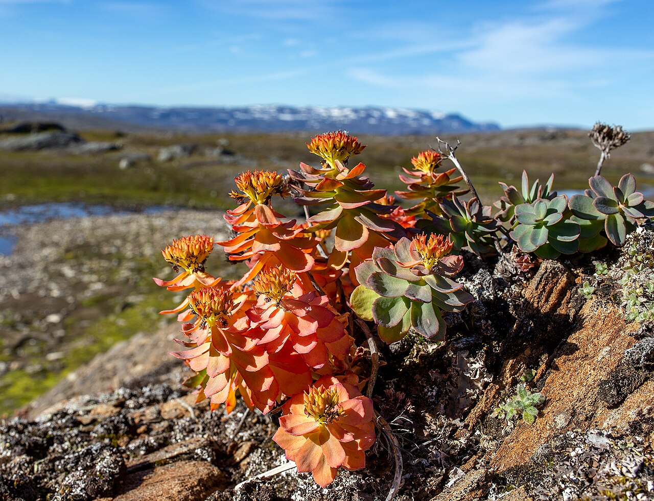 Planta Rhodiola rosea