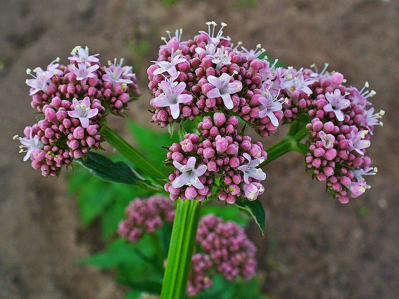 Flores de Valeriana officinalis