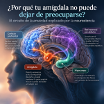 El cerebro de la preocupación: la amígdala, la corteza prefrontal y la red neuronal por defecto